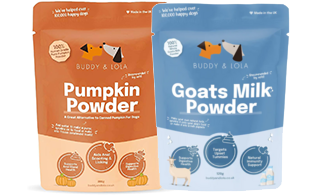 Buddy & Lola "Pumpkin Latte" Duo